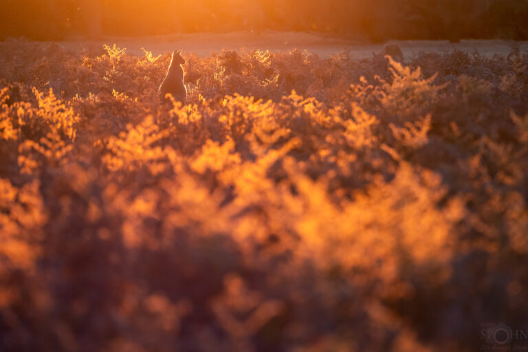 1097210-Bearbeitet_web