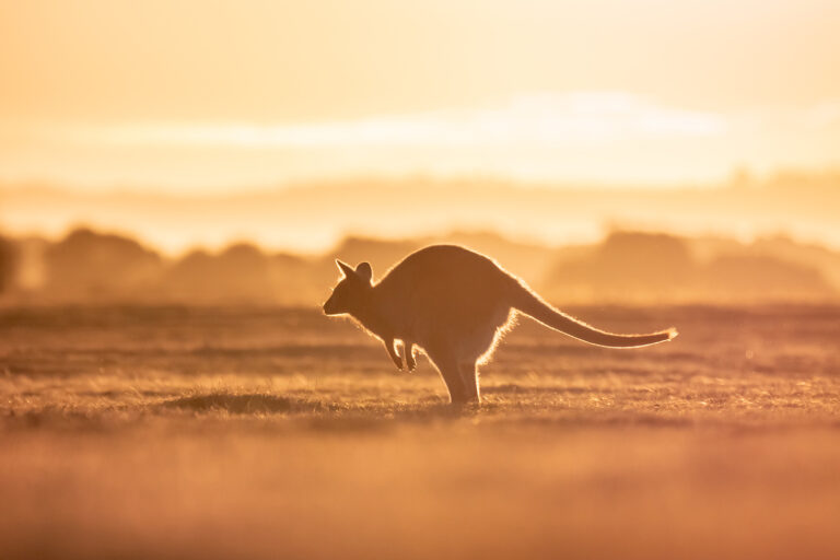 Wallaby_1097146-Kopie